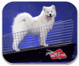 JOG A DOG canine exercise treadmill